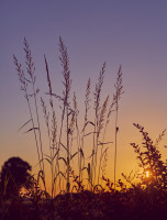 Joachim Konradi - Filigran