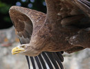 Seeadler