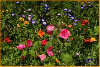 Wildblumen