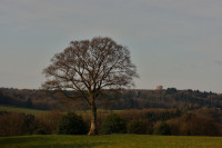 BAUM vor B&auml;umen