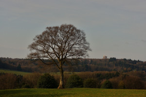BAUM vor B&auml;umen