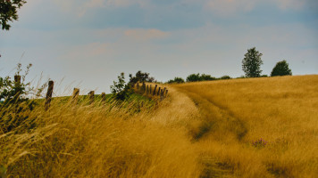 weide auf dem heckberg