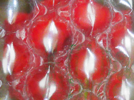 Amaryllis-Bl&uuml;te