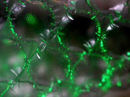 Gr&uuml;nes Experiment