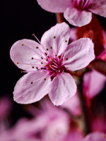 2024-03-10-Prunus-Macro