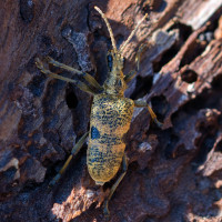 Holzbockk&auml;fer