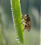 Kleiner K&auml;fer ganz gro&szlig;