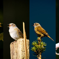 fantastierischen vier