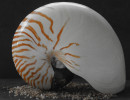Nautilus auf Fleur de Sel