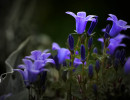 Campanula
