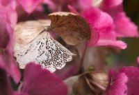 filigrane Natursch&ouml;nheit