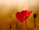 Mohn