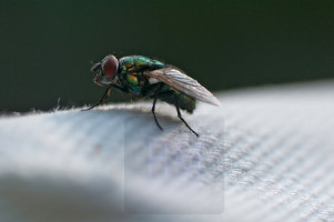 noch eine Fliege