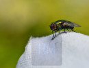 noch eine Fliege