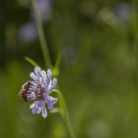 Habitat