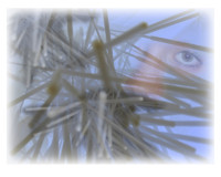 Benutzte Corona-Nasenst&auml;bchen