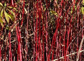 Alles so sch&ouml;n rot