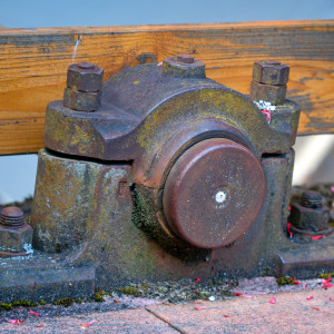 Rost