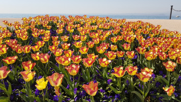 Blumenmeer in Bardolino