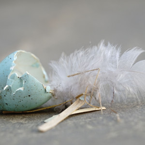 Schuppen Federn Haare