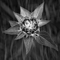 H.May SW00006