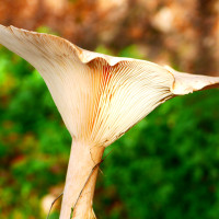 Ein M&auml;nnlein steht im Walde ...