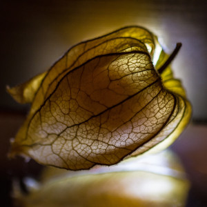 Strukturen der Natur