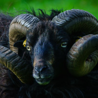 Hornstrukturen eines Widders