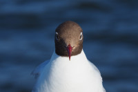 Chroicocephalus ridibundus