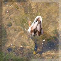 K&ouml;pfchen in das Wasser