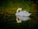 Schwan am Looper Stausee
