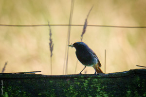 Hausrotschw&auml;nzchen bei der F&uuml;tterung