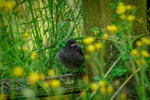 Hausrotschw&auml;nzchen Jungtier wartet auf Futter