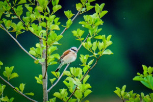 Neunt&ouml;ter (Lanius collurio)