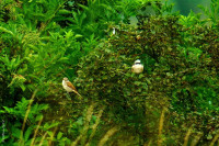 Neunt&ouml;ter Jungv&ouml;gel