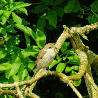 Neunt&ouml;ter (Lanius collurio), Weibchen. Jungtier