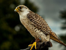 sakerfalke