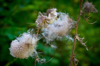 distel