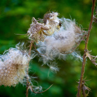 distel