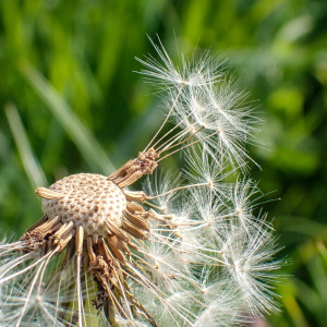 Verblüht (Pflanzen)