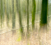 Wald12 Gabi