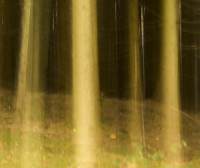 Wald3 Gabi