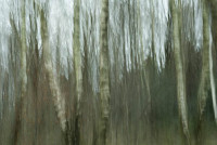 Wald6 Gabi