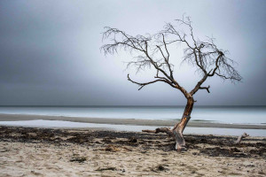 Das Leben ist endlich - erst Totholz, dann Treibholz