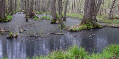 Urwald am Dar&szlig;