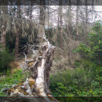 Der Wald zerf&auml;llt