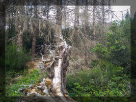 Der Wald zerf&auml;llt